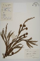 柳杉藏品圖，第1張