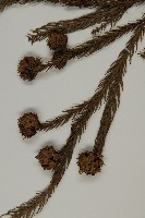 柳杉藏品圖，第3張