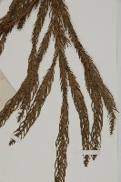 柳杉藏品圖，第4張