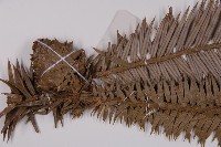 杉木藏品圖，第3張