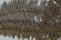 杉木藏品圖，第4張