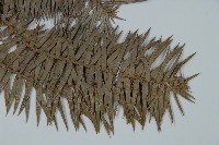 杉木藏品圖，第5張