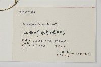 柏木、柏樹藏品圖，第2張