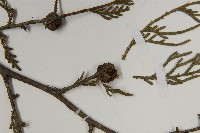 柏木、柏樹藏品圖，第3張