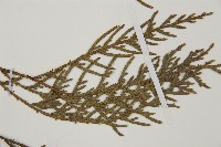 柏木、柏樹藏品圖，第4張