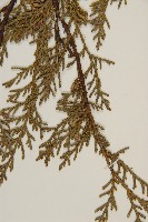 檜柏藏品圖，第3張