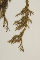 檜柏藏品圖，第4張