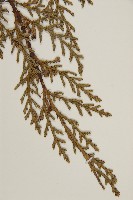 檜柏藏品圖，第5張