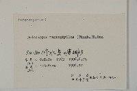 大葉羅漢松藏品圖，第2張