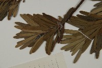大葉羅漢松藏品圖，第5張