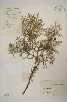 側柏藏品圖，第1張