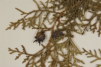 側柏藏品圖，第3張