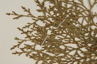 側柏藏品圖，第4張