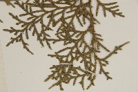 側柏藏品圖，第5張