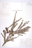 柳杉藏品圖，第1張