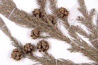 柳杉藏品圖，第3張