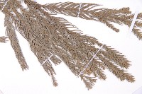 柳杉藏品圖，第5張