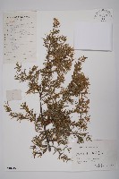 刺柏藏品圖，第1張