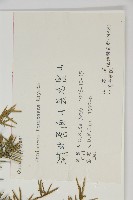 刺柏藏品圖，第2張