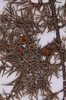 刺柏藏品圖，第3張