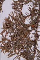 刺柏藏品圖，第4張