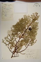 側柏藏品圖，第1張