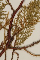 側柏藏品圖，第3張