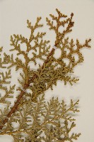 側柏藏品圖，第4張