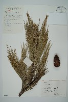 黑松藏品圖，第1張