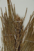 黑松藏品圖，第4張