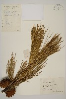 臺灣二葉松藏品圖，第1張