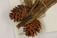 臺灣二葉松藏品圖，第3張