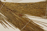 臺灣二葉松藏品圖，第4張