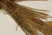 臺灣二葉松藏品圖，第5張