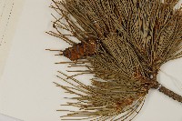 五葉松藏品圖，第3張