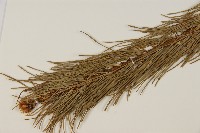 五葉松藏品圖，第4張