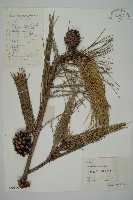 黑松藏品圖，第1張