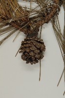 黑松藏品圖，第4張