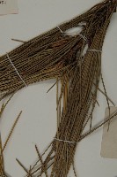 黑松藏品圖，第5張