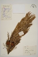 臺灣二葉松藏品圖，第1張