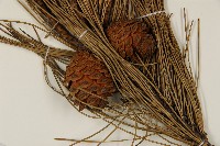 臺灣二葉松藏品圖，第3張