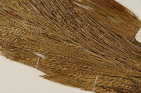 臺灣二葉松藏品圖，第4張