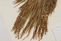 臺灣二葉松藏品圖，第5張