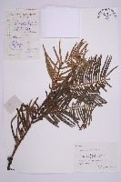 三尖杉藏品圖，第1張