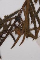 三尖杉藏品圖，第3張