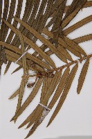 三尖杉藏品圖，第4張