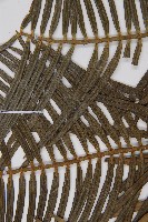 三尖杉藏品圖，第5張