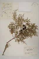 側柏藏品圖，第1張