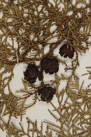 側柏藏品圖，第3張