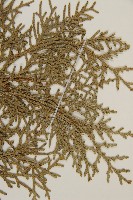 側柏藏品圖，第4張